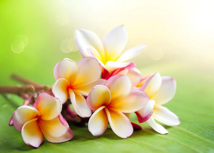 Maxim 4* فيرونا