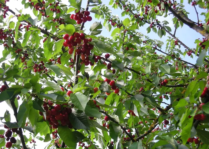 Maxim فندق فيرونا